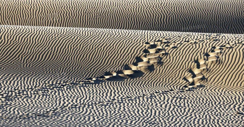 Nature reserve Dunes of Maspalomas, tracks in sand dunes in the evening light, Province of Las Palmas, Gran Canaria, Canary Islands, Spain, Europe