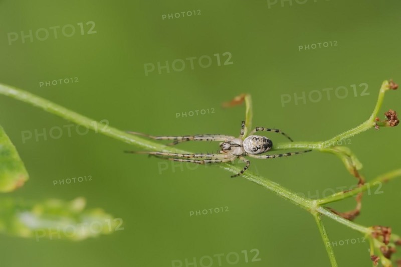 Autumn spider (Metellina segmentata, Meta segmentata), North Rhine-Westphalia, Germany, Europe