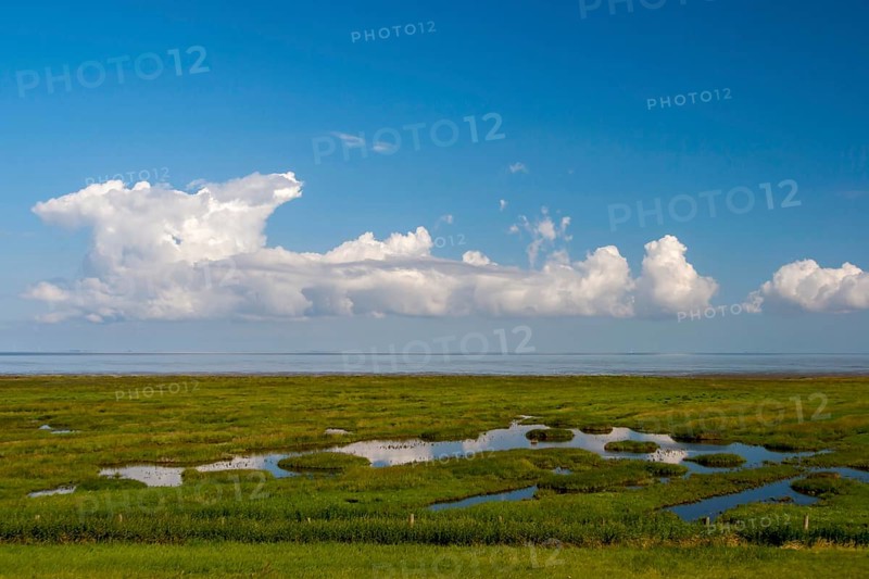 Salt marshes on the North Sea, Krummhörn, East Frisia, Lower Saxony, Germany, Europe