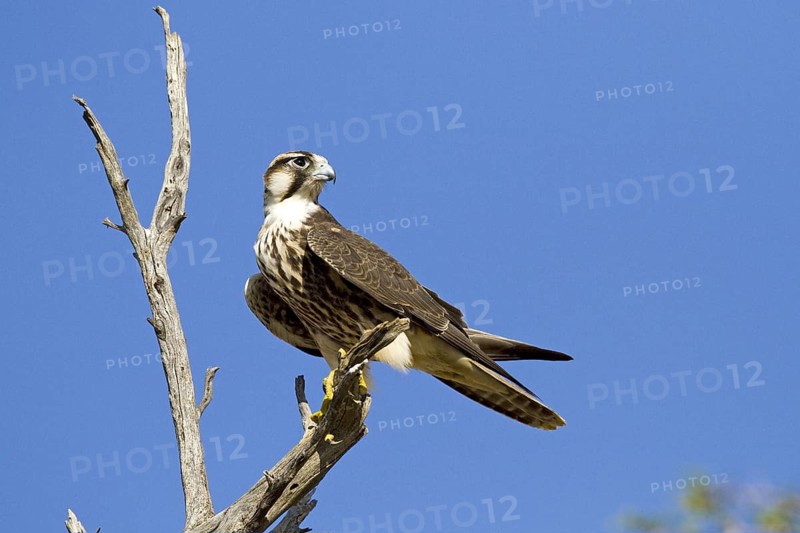 Lanner falcon (Falco biarmicus) on a perch in the Kalahari South Africa