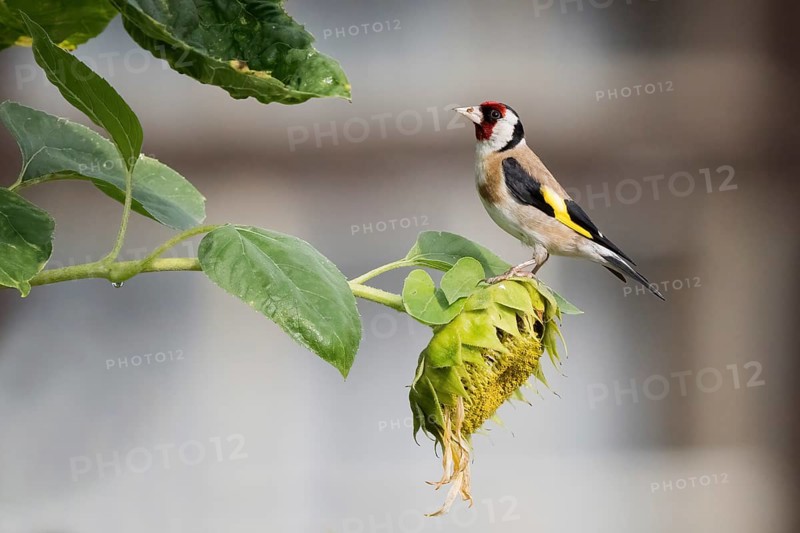 A european goldfinch (Carduelis carduelis) sitting on a faded sunflower with green leaves in the background, Hesse, Germany, Europe