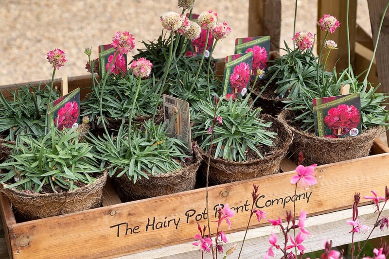Plants on display from The Hairy Pot Plant Company, Suffolk, England, UK, Armeria pseudarmeria Dreameria, Dreamland
