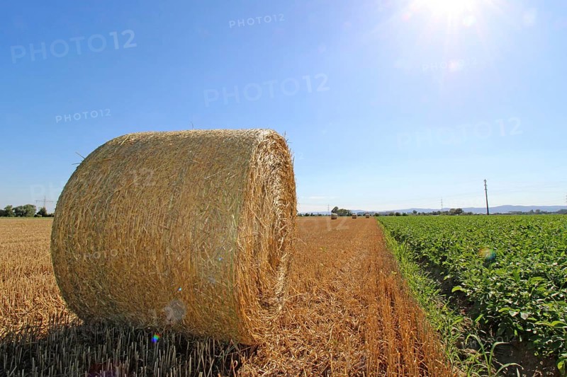 Straw pressed into round bales on a harvested wheat field in the evening sun (Mutterstadt, Rhineland-Palatinate)