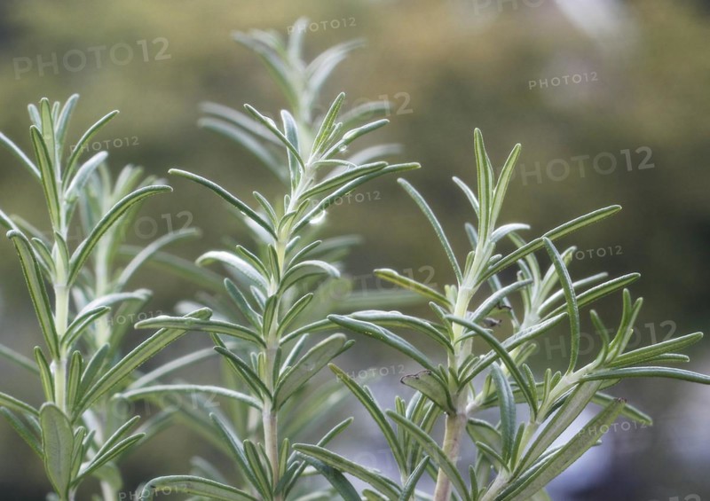 Rosemary (Salvia rosmarinus), with water droplets, North Rhine-Westphalia, Germany, Europe
