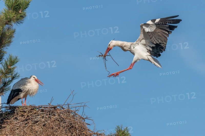 Pair of white stork (ciconia ciconia) building their nest in spring. Bas Rhin, Alsace, France, Europe