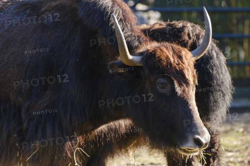 Yak (Bos mutus), cattle, horn bearer, occurrence Tibet, Mongolia, South Siberia, captive, North Rhine-Westphalia, Germany, Asia
