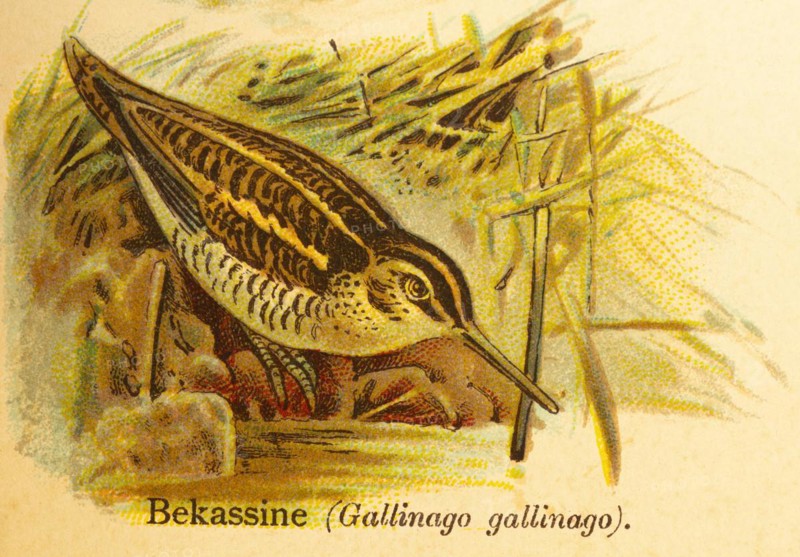Common snipe (Gallinago gallinago) lakeshore, World of Birds, historical illustration 1890