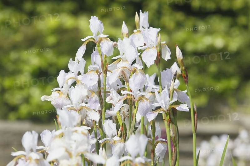 Siberian iris (Iris sibirica), flowers, North Rhine-Westphalia, Germany, Europe