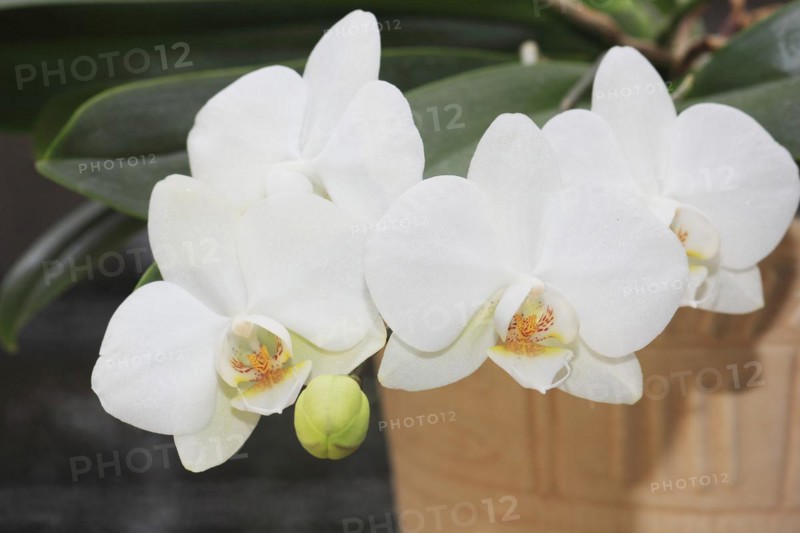 White orchid (Phalaenopsis), flowers in a flower pot, North Rhine-Westphalia, Germany, Europe