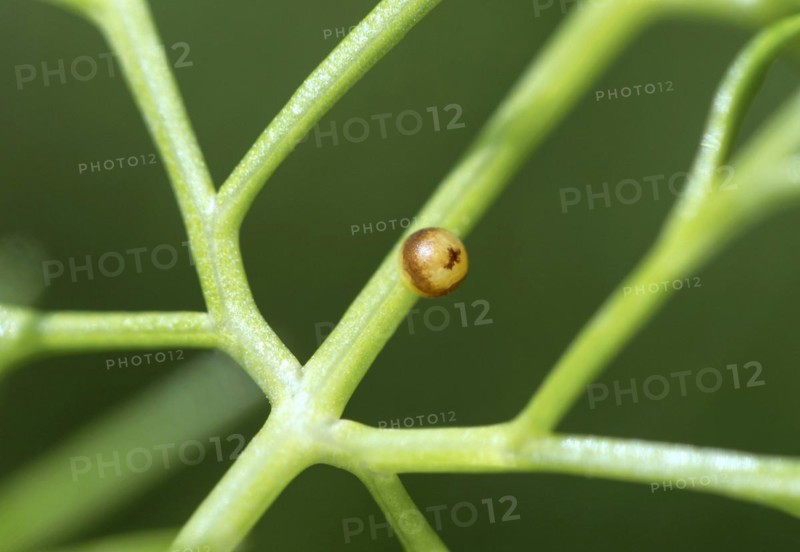 Egg of the swallowtail (Papilio machaon), which has taken on a reddish-brown colour a few days after laying, Valais, Switzerland, Europe