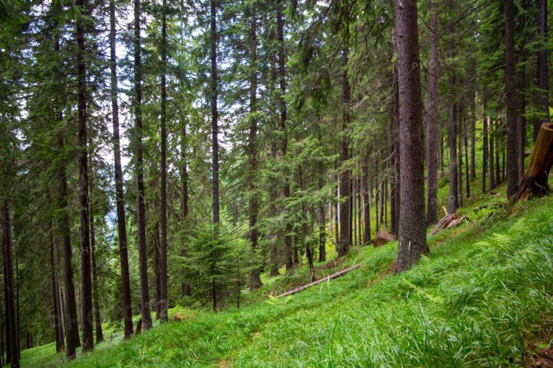Transylvania, Romania: Dense forest in the Carpathians. In recent years, this natural area has also been increasingly threatened by deforestation and overexploitation