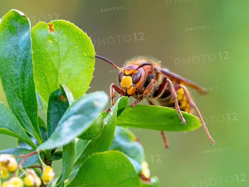 European hornet (Vespa crabro), insect, insects, macro, barberry, plant, common barberry, garden, Neuhofen, Rhineland-Palatinate, Germany, Europe