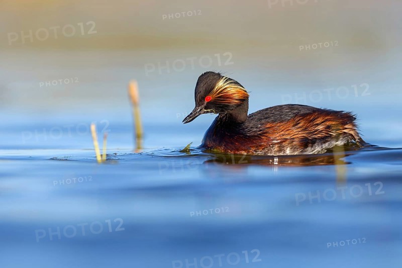 Black-necked grebe (Podiceps nigricollis), swimming in the water, Hides de El Taray / Floating Hid, Villafranca de los Caballeros, Castilla La Mancha / Toledo, Spain, Europe