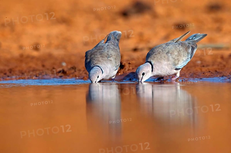 Red-crested Pigeon, (Streptopelia vinacea), Red-winged Turtle Dove, Morgan Kunda lodge / road to Kat, Jajari, North Bank, Gambia, Africa