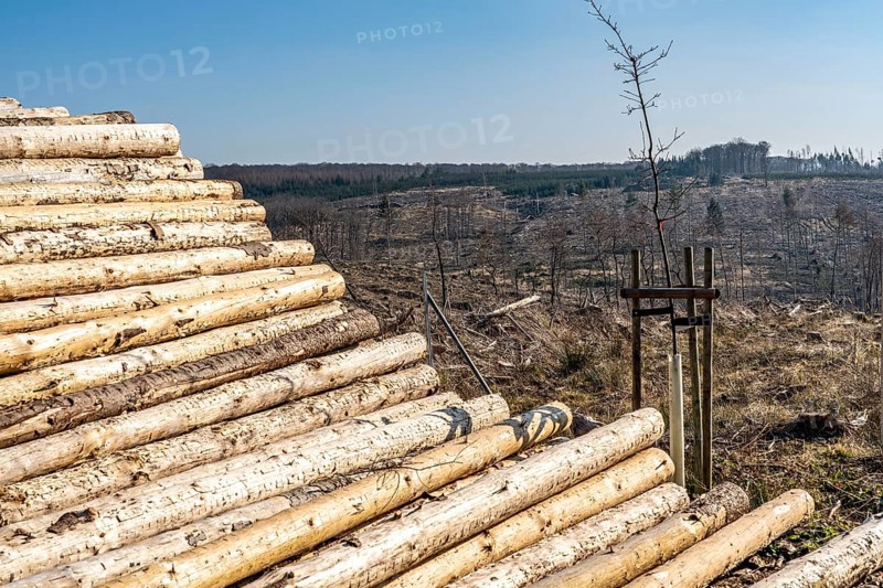 Cleared forest area north of the village of Hirschberg, Soest district, dead spruce stands were felled, wood pile, dead trees due to bark beetle infestation, Arnsberg Forest, North Rhine-Westphalia, Germany, Europe