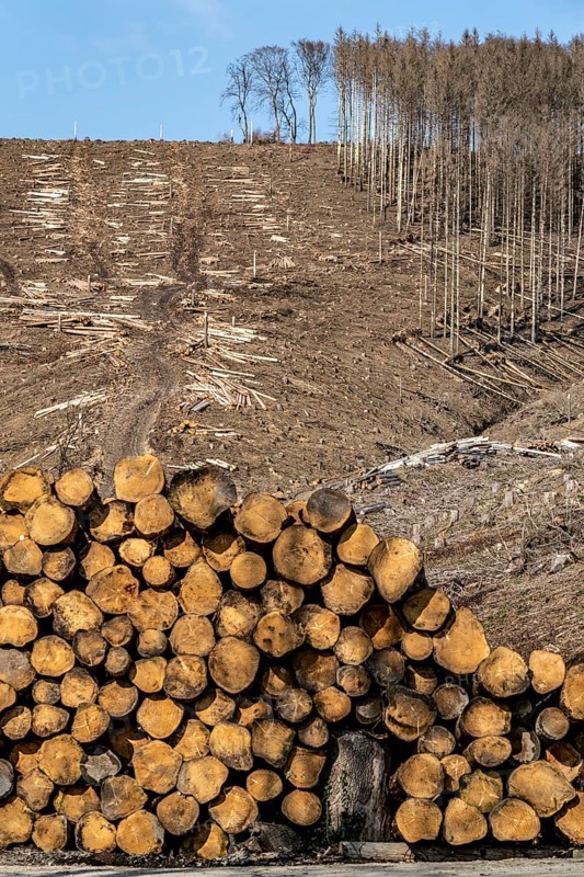 Cleared forest area north of the village of Öventrop, district of Arnsberg, dead spruce stands were felled, dead trees due to bark beetle infestation, Arnsberg Forest, North Rhine-Westphalia, Germany, Europe