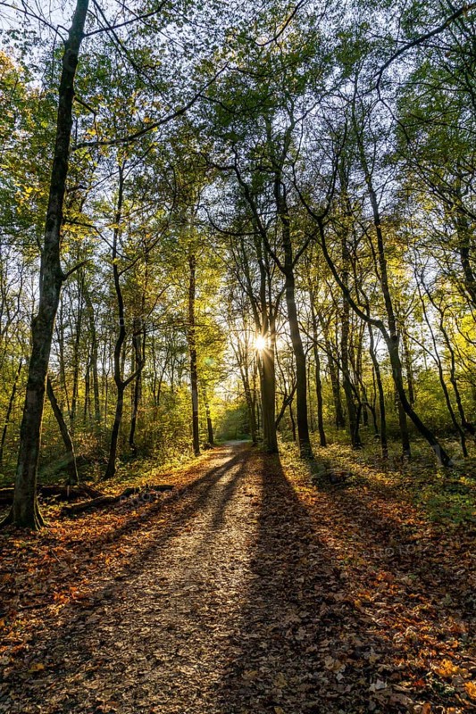 Überanger Mark forest, near Düsseldorf, Part of the forest is a protected forest area that is left to its own devices, no human intervention in nature, natural forest, North Rhine-Westphalia, Germany, Europe