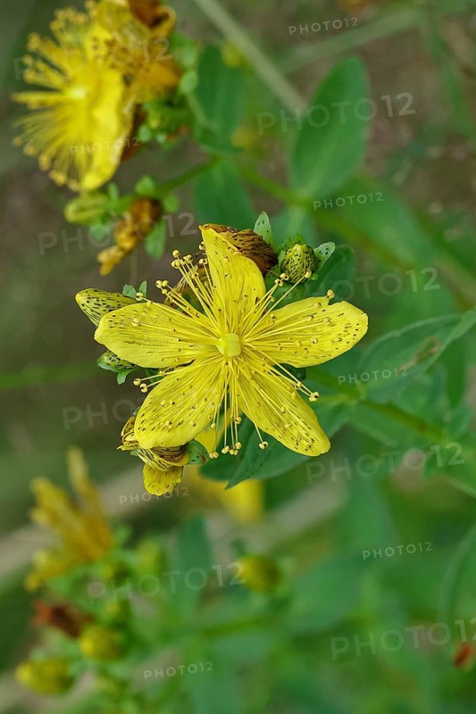 Common St John's wort (Hypericum perforatum), spotted St John's wort or common St John's wort (Hypericum perforatum), blood herb, St John's wort, spotted St John's wort, medicinal plant, close-up of a flower, Wilnsdorf, North Rhine-Westphalia, Germany, Europe