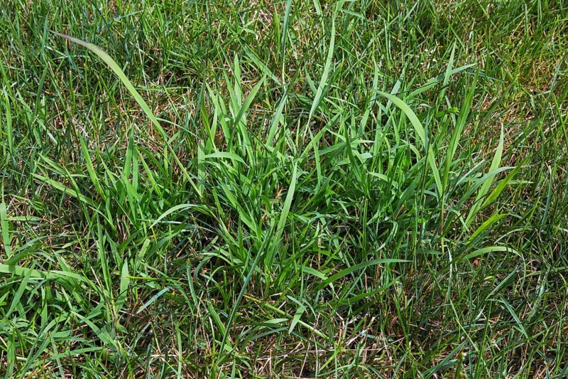 Close-up of Digitaria ciliaris, Crabgrass growing in distressed Poa pratensis, Kentucky Bluegrass lawn in summer, Quebec, Canada, North America
