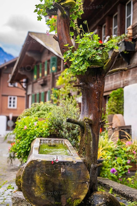 Rustic scene with a tree trunk serving as a fountain, surrounded by flowers, Lake Brienz, Brienz, Switzerland, Europe