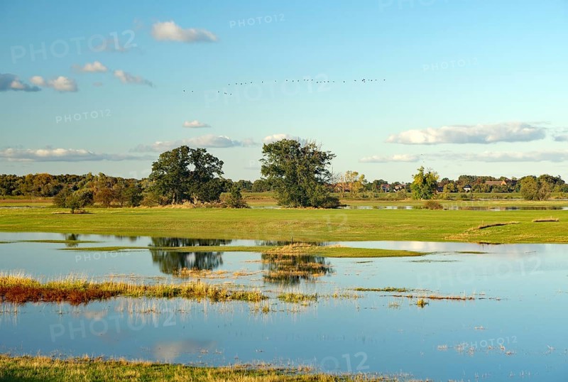 An idyllic landscape with trees and tranquil flooded Elbe meadows reflecting the sky and clouds, Elbe, Langendorf, Wendland, Lower Saxony, Germany, Europe