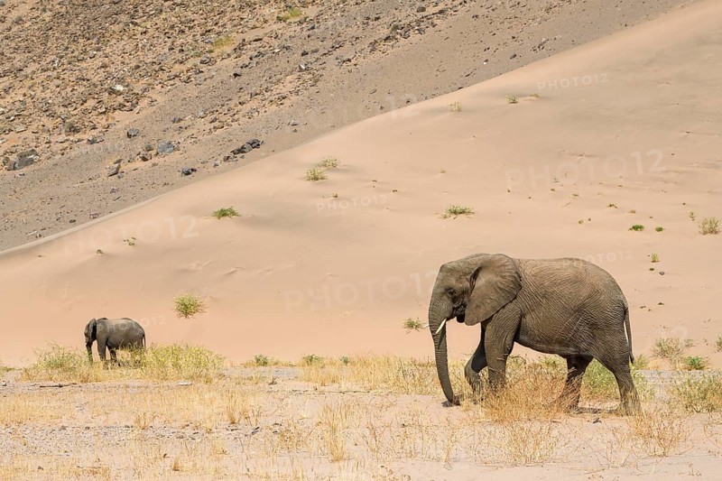 Desert elephants (Loxodonta africana) in front of a dune in the Huab dry river, Damaraland, Kunene region, Namibia, Africa