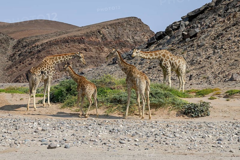 Angola giraffes (Giraffa camelopardalis angolensis) in the Hoanib dry river, Kaokoveld, Kunene region, Namibia, Africa