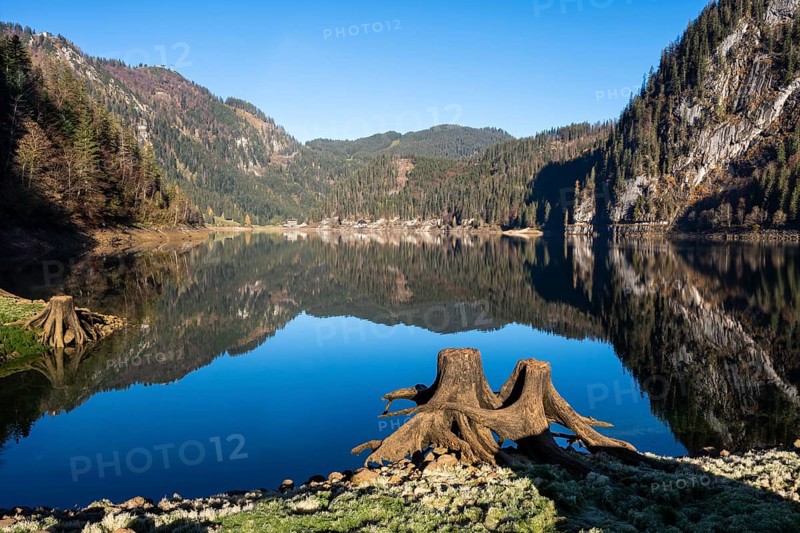 The Vordere Gosausee in autumn with a view of the Gasthof Gosausee. Two uprooted tree stumps in the foreground. Reflection. Blue sky, good weather. Vorderer Gosausee, Gosau, Gosau Valley, Salzkammergut, Upper Austria, Austria, Europe