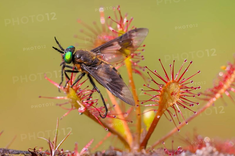Oblong-leaved sundew (Drosera intermedia), with insect as prey, with a twin-lobed deerfly (Chrysops relictus) that managed to free itself from the clutches of the sundew, Aschendorfer Obermoor nature reserve, Wildes Moor, Emsland, Lower Saxony, Germany, Europe