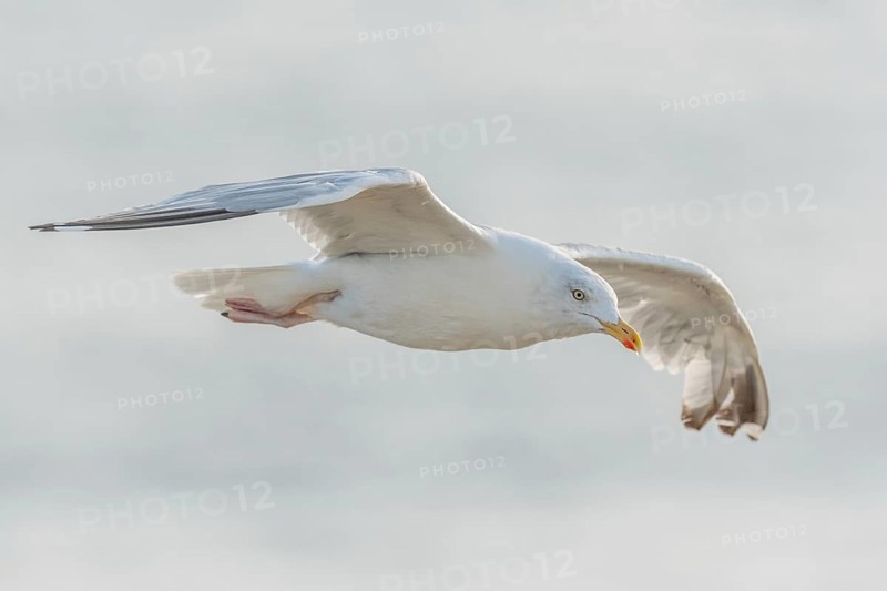 Herringgull (Larus argentatus) flies along the cliffs. Camaret, Crozon, Finistere, Brittany, France, Europe