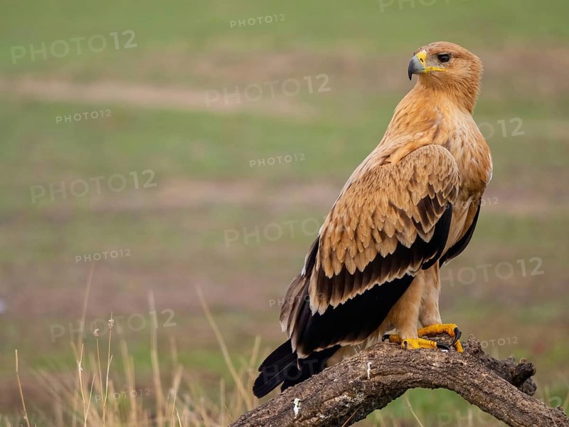 Spanish imperial eagle (Aquila adalberti), El Millaron Imperial Eagle Hid, Salorino, Extremadura Caceres, Spain, Europe