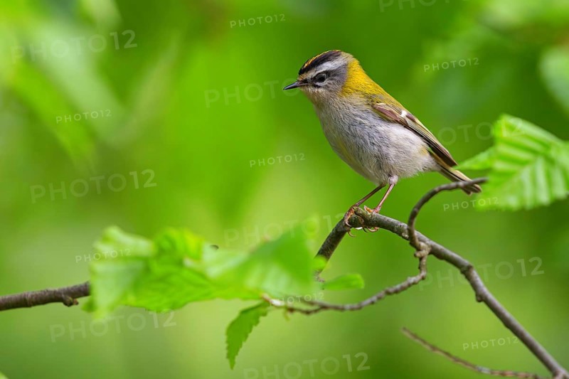 Goldcrest, Regulus ignicapillus, Luce, Mountain area, Luce, Styria, Slovenia, Europe