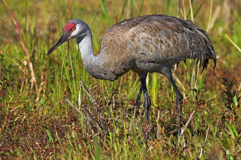 Sandhill crane (Grus canadensis), Venice Landfill, Venice, Florida, USA, North America