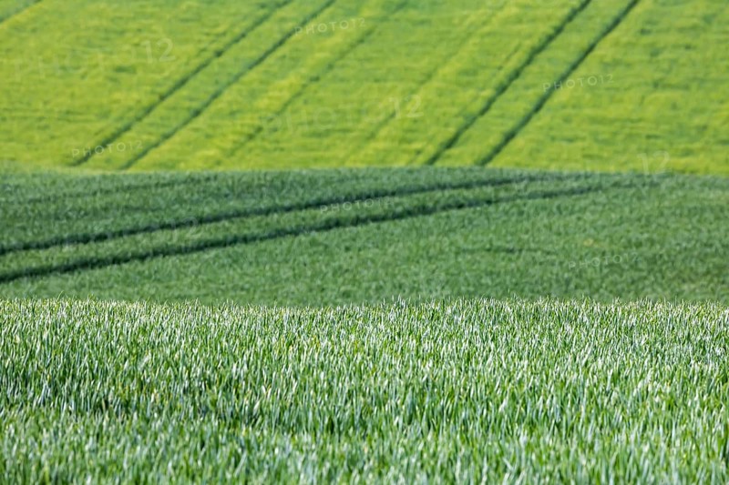 Cereal fields in spring with vehicle tracks in the fresh green, Neckarwestheim, Baden-Württemberg, Germany, Europe