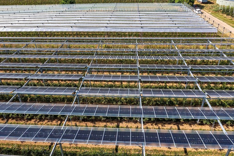 Agri-photovoltaic test plant, an apple orchard with two different systems of PV modules was roofed over 3000 square metres, rain and sunlight comes through, at the same time protection against hail and heavy rain, next to it are the same trees but without a solar roof, as a comparison object, how the PV roof affects the trees and harvest, the field test is accompanied by the Fraunhofer Institute for Solar Energy Systems ISE, in Grafschaft-Gelsdorf, Rhineland-Palatinate, Germany, Europe