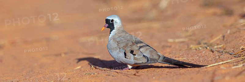 Cape Dove, (Oena capensi), Road N4 to Kaolack, Firgui, Senegal, Africa