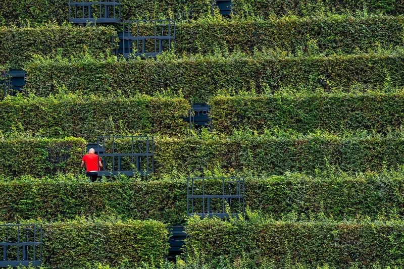 Green façade, made of over 30, 000 hornbeams forming a hedge a good 8 kilometres long, on the roof and façade of the Kö-Bogen-2 building, technician, gardener working on the façade, largest green façade in Europe, Düsseldorf North Rhine-Westphalia, Germany, Europe