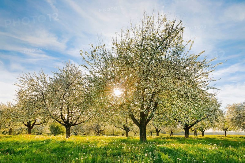 Blossoming apple trees amidst dandelions in the evening backlight, Canton Thurgau, Switzerland, Europe