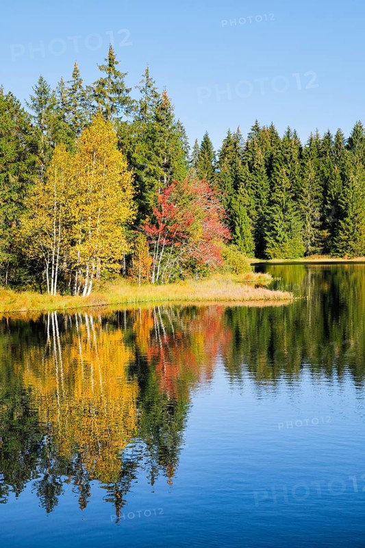 Glorious autumn day on the shores of the moorland lake Étang de la Gruère in the canton of Jura, Switzerland, Europe