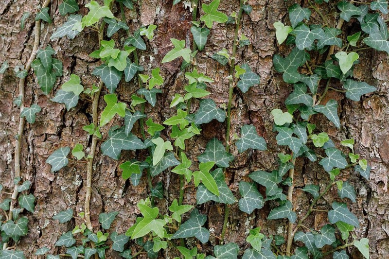 Common ivy on a tree trunk in the forest, Switzerland, Europe