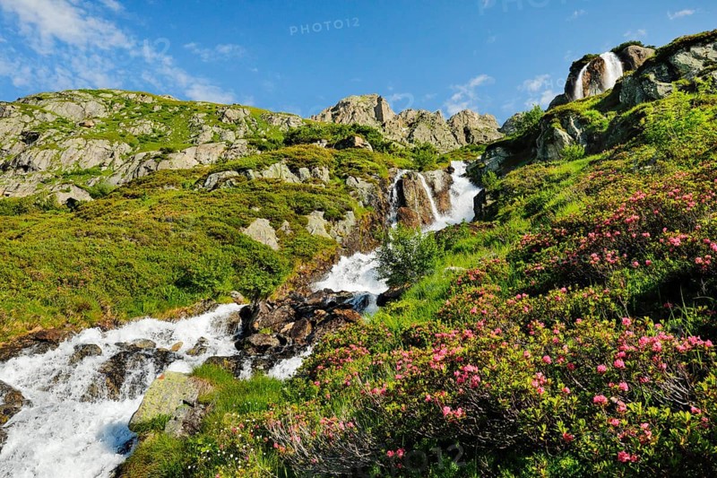 Alpine Wysse stream plunges over boulders into the depths, blooming alpine roses in the foreground, Canton of Bern, Switzerland, Europe