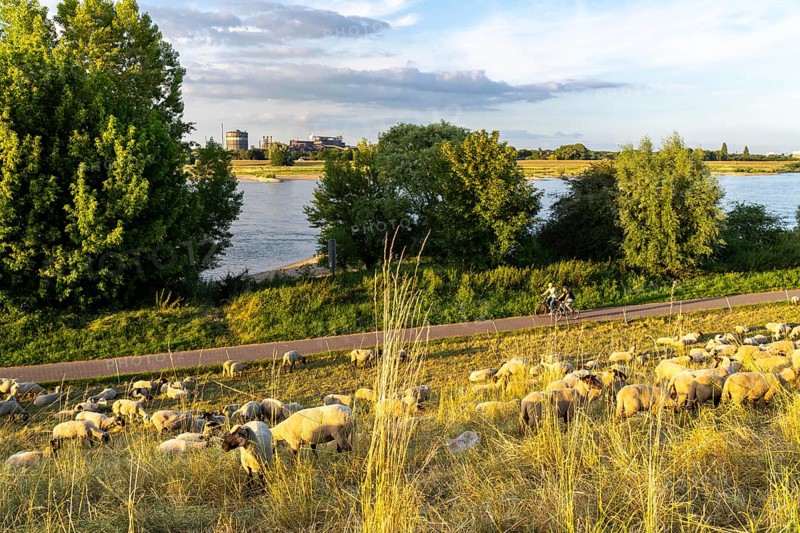 Flock of sheep on the dyke of the Rhine meadows near Duisburg-Baerl, on the other side of the Rhine the Thyssenkrupp Steel steelworks and Duisburg-Beeckerwerth, RW, Germany, Europe