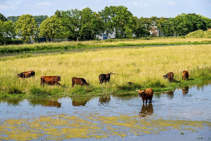 Herd of Hecker cattle in the Kiebitzwiese nature reserve, on the territory of the town of Fröndenberg/Ruhr, North Rhine-Westphalia, Germany, Europe