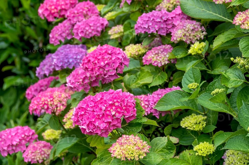 Hydrangea, hydrangea, hydrangea blossom, hydrangea bush, Münsterland, North Rhine-Westphalia, Germany, Europe