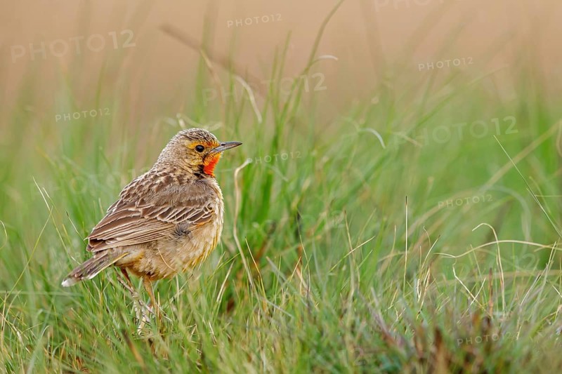 Large-spurred Pipit, cape longclaw (Macronyx capensis), Wakkerstrom surroundings, Wakkerstrom, Mpumalanga, South Africa, Africa