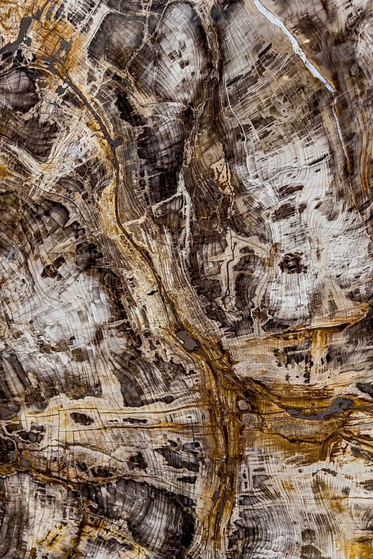 Fossil of sequoia (Sequoioideae), Miocene, structure, abstract, pattern, texture, nature, science, history