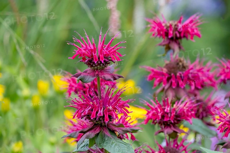 Golden balm (Monarda didyma), also known as Indian nettle or scarlet monard, North Rhine-Westphalia, Germany, Europe