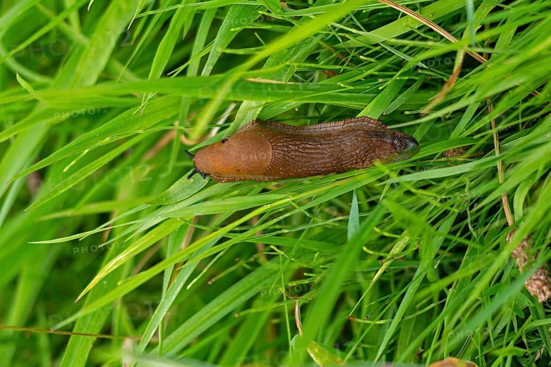 Brown nudibranch in the grass, Rendsburg, Schleswig-Holstein, Germany, Europe