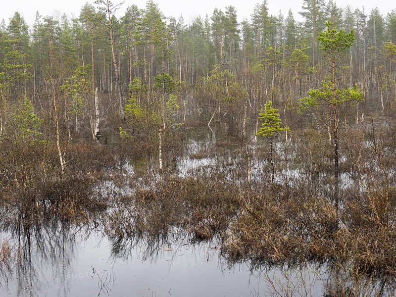 Bogland, with Pine (Pinus sylvestris) and Hairy Birch (Betula pubescens) trees, beside Pokka, May, Finnish Lapland
