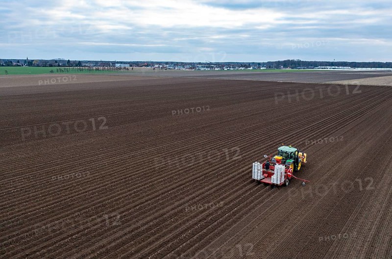 Early potatoes are placed in the soil of the field with a planting machine, Agriculture, Spring